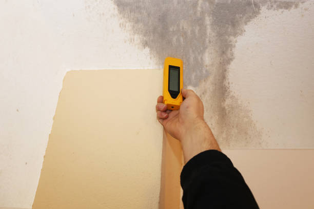Best Water Damage & Mold Remediation  in Newfield, NJ