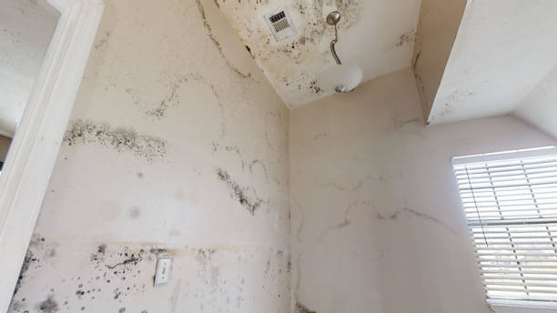Best Flood Damage  in Newfield, NJ