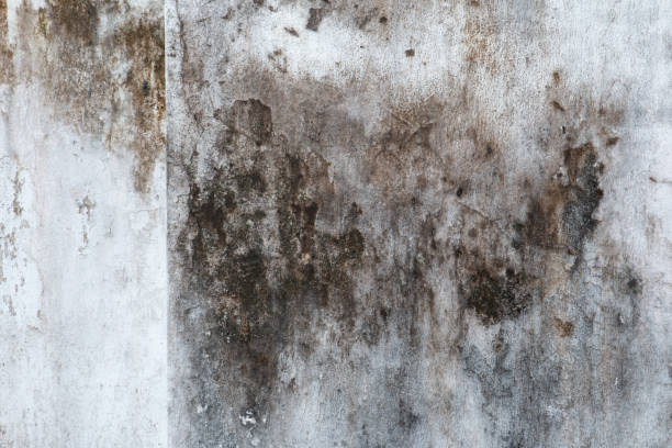 Best Biohazard Mold Removal  in Newfield, NJ