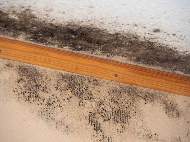 Dehumidification Services in Newfield, NJ