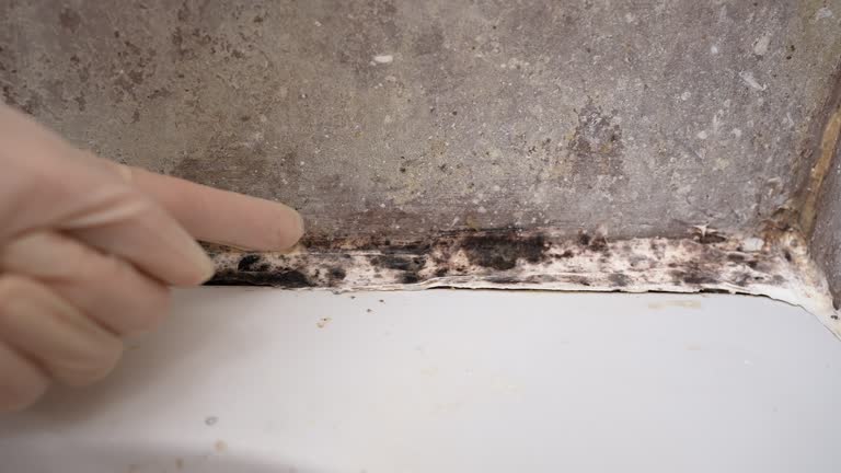  Newfield, NJ Mold Removal Pros