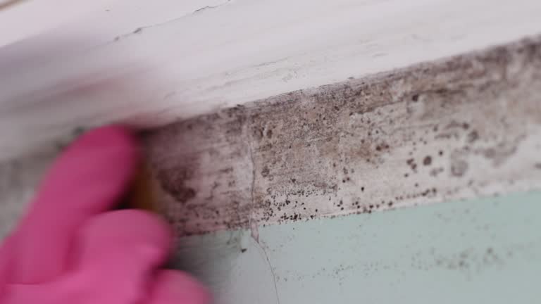 Best Post-Construction Mold Inspection  in Newfield, NJ